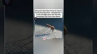 Mosquitos have officially been found in Iceland for the first time ever. #shorts