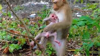 How is monkey comforts to stop crying baby monkey crying in 2024