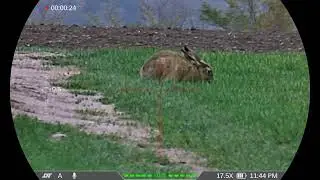 Hare using the DNT ZULUS 5-20 V2 LRF Digital Scope 