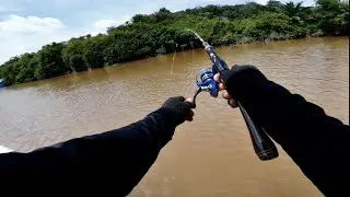 Mancing udang galah, Strike ikan anak sungai Kapuas.