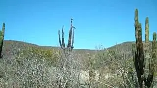 Cardon Cactus of the Baja