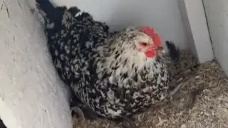 Winter Egg Collecting ❄️🥚 | Multiple Coop Checks to Prevent Frozen Eggs