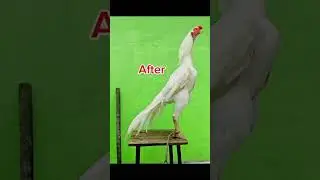 Top Quality Indiana parrot Beek long tail #rooster #white #paperwhite #murga #whiterooster #whitelov