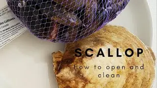 How to open and clean a scallop - Play with your food - Ep3