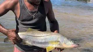 SNOOK FRENZY! NEW SPECIES Catch and Cook