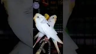 Why is a paroot.s Beak Cut off#trendingshorts #ytshorts #viral#birds #pets #africanlovebirdbreeding