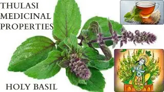 Thulasi or Holy Basil Medicinal Properties #thulasi #nature #medicinalherbs #holybasil #remedies 