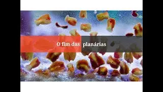 Acabe com as planárias de forma segura | Exit Salifert | Aquário marinho