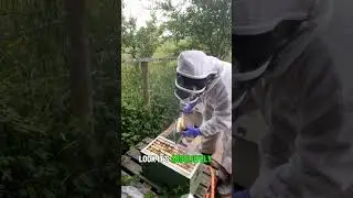 Feeding and Managing Bees 🐝