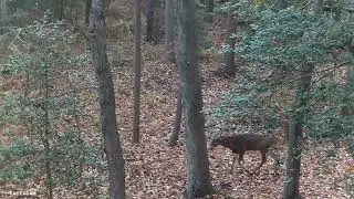 Whitetail Buck in Maryland