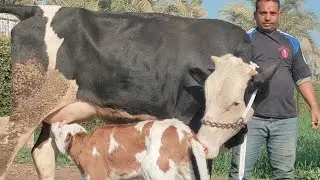 By the three cows, the father is a Montb&eacute;liard and Holstein mix. God is great.