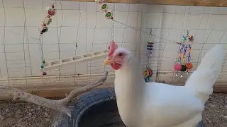 Review for Hipykat chicken toys set 10 pieces
