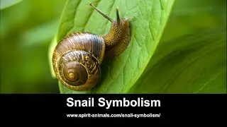 Snail Symbolism