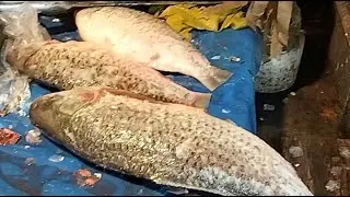 🔴 Live Fish Cutting ASMR | Fresh Seafood Preparation | Relaxing & Real