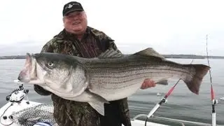 Striped bass, GIANT STRIPED BASS! ALL 50+ POUNDERS! -STRIPERS-Team Old School