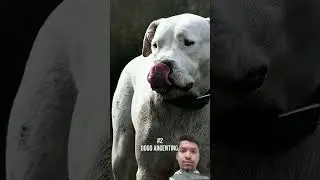 Top three danger dog breed Pitbull Dobarman and Rottweiler 😱#shortvideo​ #animalfacts