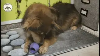 Dog Eating ASMR | Calm Chewing, Knabbling & Licking Sounds (63 Min Cozy Relax)
