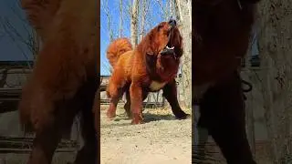 Big dog barking loud sound #petsempire #cuteanimal #rottweilerpuppy #barkingbliss #cutepet #pets