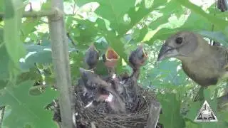 Blue Grosbeak Removes Fecal Sac From Nestling