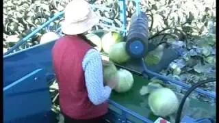 Cabbage harvest - ASA-LIFT