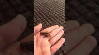 Carl release!