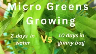 🍁🍁🍁 Difference Of The  Growth Of Micro Greens Between The Water And   A Gunny  Bag 🍁🍁🍁