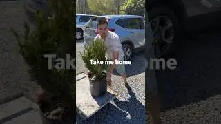 #bonsai #usa #viral #viralvideo #bonsaitree #india #new #southcarolina #youtubeshorts #trending