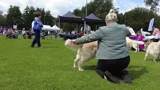 Dogshow Eindhoven 2024