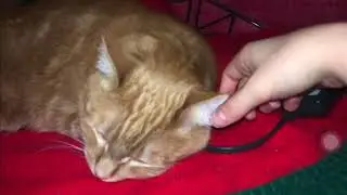 Cat twitching his ears in slow motion