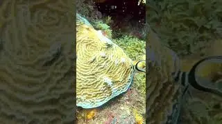 Dancing Juvenile Drum Fishy @ Sandals St. Vincent (SSV)