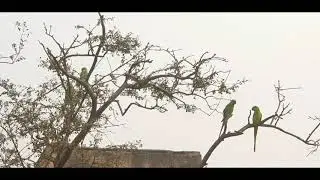 Two birds in one tree Param aatma #god #yoga #spiritual