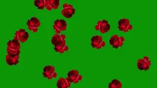 Free Green Screen Beautiful Rose Flower Falling #rose #flower