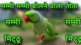 Talking parrot Mithu 🦜 Parrot talking mummy papa 💕 Mummy Mai Mithu 🦜, बातूनी तोता मिट्ठू 🦜😍😘