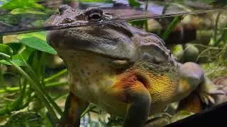 African Bullfrog Pictures - Pyxicephalus Adspersus also known as Pixie frog