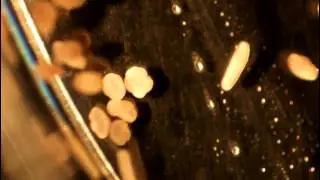Acropora millepora planula