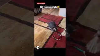 Kitten Becomes a Turtle | Funniest Cat Logic 🐢🤣