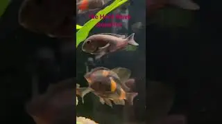 Bulu Point Tropheus