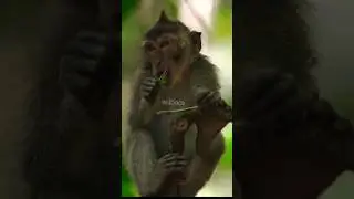 Long tailed Macaque monkey eating leaves  #wildocs#wildlife#shorts  #beautifulnature#monkey #eating