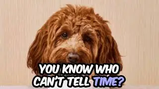 Dog Owners: Stop Lying 😂 Dogs CAN Tell Time! 🐾⏰