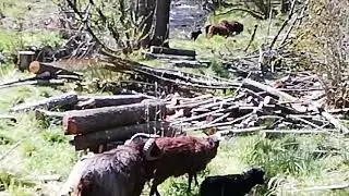 Moutons d ousseant
