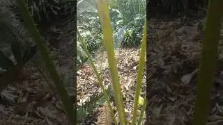 Ancient Cycad Plants