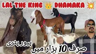 Lal to Lal ha kia kuch kehne ki zarorut nhi ha 💥👑💣dhamake dekhen 26 September 2024