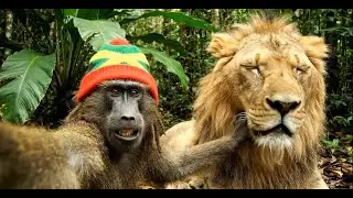Rasta Baboon new Lion Friend #viral  #shortvideo #animation #monkey  #comedyvideo #rastavibes