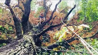 200 Year Old Fallen Oak Tree