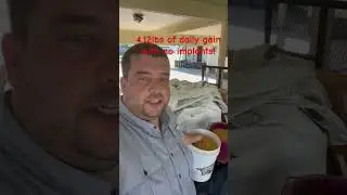 Whole corn = bigger gains! #fyp #viral #like #subscribe #farm #cow #steer #foryou