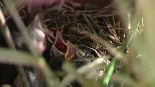 EPA Water Quality Video Contest Entry