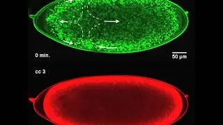 Nuclear positioning in a fly embryo
