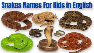 Learn Snake Names for Kids, Preschool Learning Educational Video|Amazing Facts About Snakes