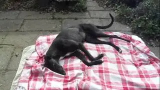 Greyhounds in nood