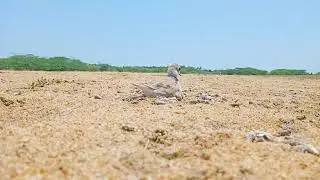 sea bird/Hatching bird eggs.